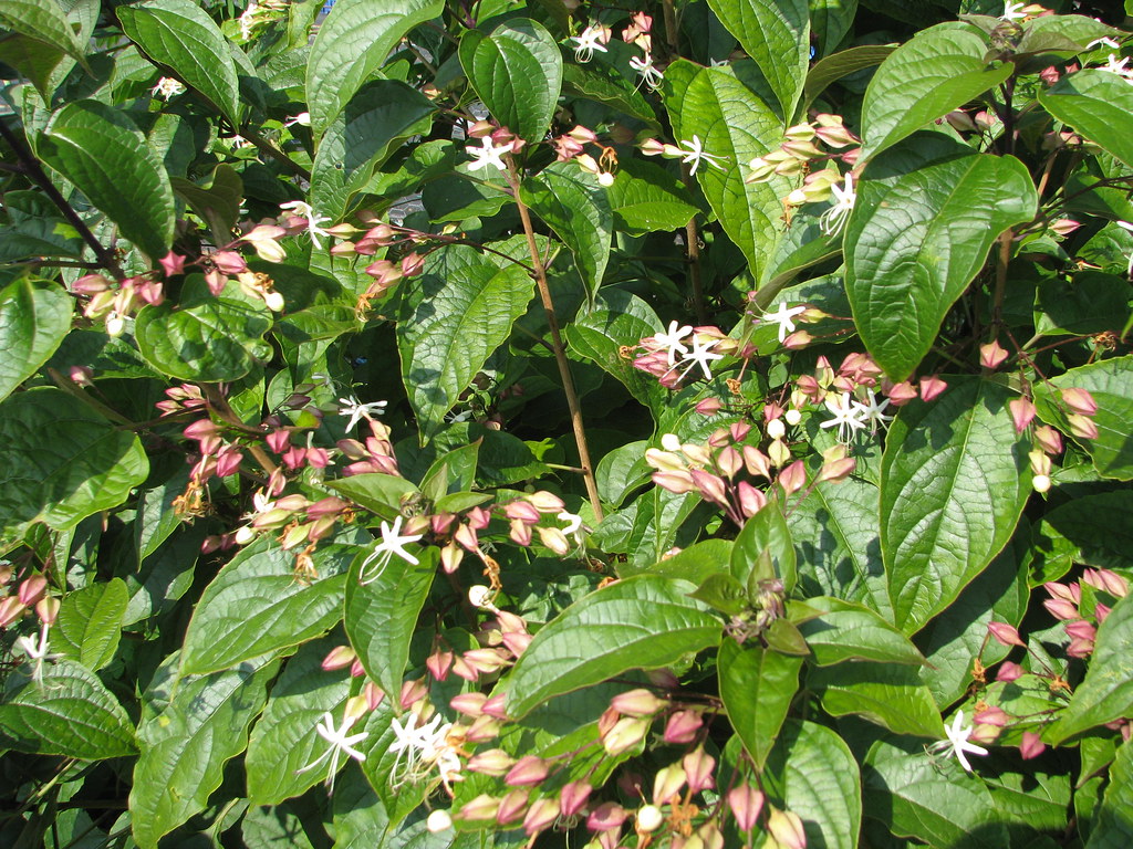 Clerodendron trichotomum fargesii