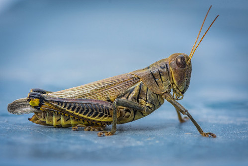 bug summer insect grasshopper macro philadelphia pennsylvania unitedstates us nikon d7200