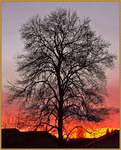 sunset red orange fall silhouette yellow oregon oak sundown oaktree hillsboro sil washingtoncounty ax550 fujifilmfinepixax550