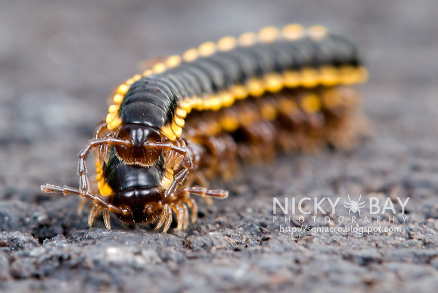 Yellow-Spotted Millipedes (Anoplodesmus sp.?) - DSC_9998