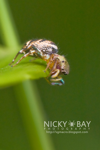 Jumping Spider (Salticidae) - DSC_8110