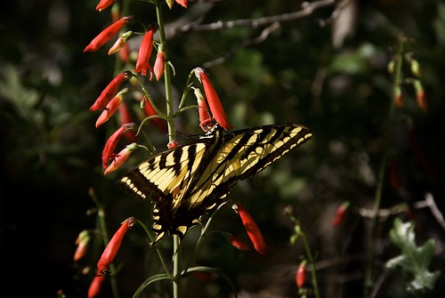 flowers red wild summer plants mountains newmexico macro green leaves yellow forest butterfly insect walking outdoors morninglight wings oak solitude shadows foliage solidarity swallowtail backlighting nectaring blackrange cresttrail79