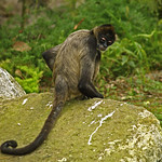 Mono araña de Geoffroy [Spider monkey] (Ateles geoffroyi), Zoológico El Picacho