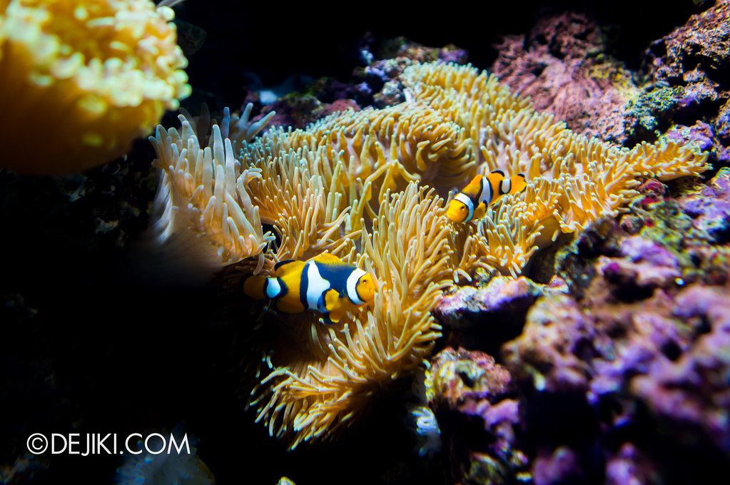 S.E.A. Aquarium - Clownfish