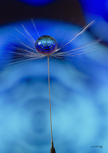 refraction nikon focusstack waterdroplet dandelionseed dandelion droplet dandelionart indoor artistic art