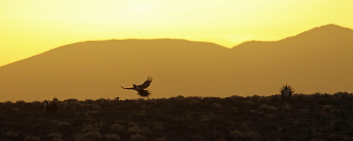 pictures orange bird nature birds animal animals silhouette sunrise outdoors flying photo fight wings pretty natural image photos pics background wildlife nevada flight picture grouse pic images sage photographs photograph page chase greater title usgs avian lek sagegrouse werc greatersagegrouse centrocercusurophasianus displace centrocercus urophasianus