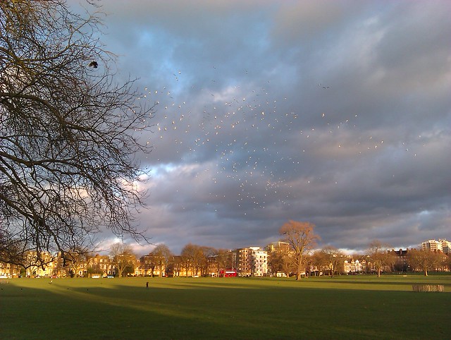 Peckham Rye Common on New Year's Day