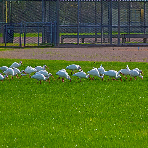 texas ibis sherry greengrass inthepark 2013 westcolumbia softballfields firstcapitolpark sherrygibson