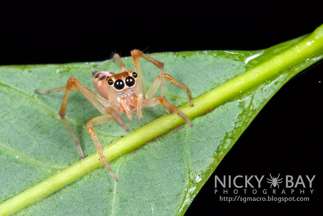 Jumping Spider (Bavia aeroiceps) - DSC_1393