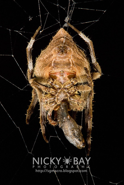 Common Garden Spider (Parawixia dehaani) - DSC_7618