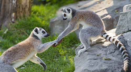 Lemur giving hands