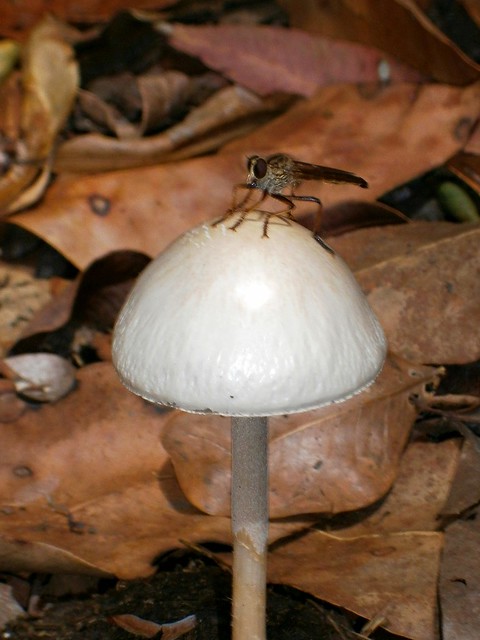 Bug on Mushroom in Manure