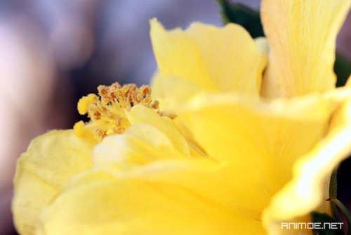 yellow carnation gardening