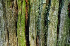 Wood - Photo of Erstroff