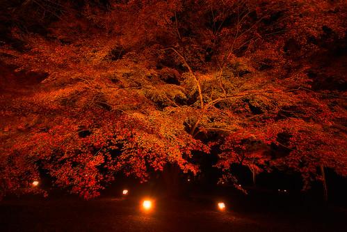 autumn tree fall maple