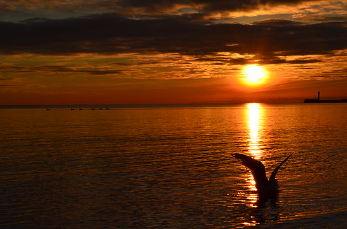 sun lake ontario canada water birds clouds burlington sunrise geese nikon seagull silhouettes bfg d5100