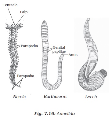 NCERT Class IX Science Chapter 7 Diversity In Living Organisms ...