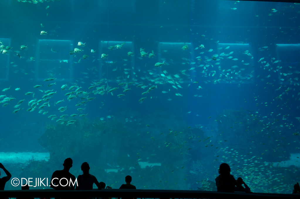 S.E.A. Aquarium - Open Ocean revisited
