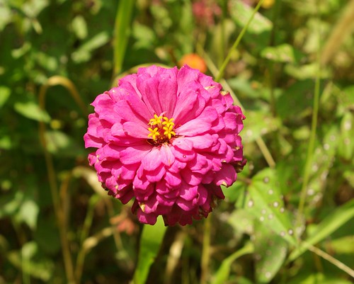 pink zinnia ornamental