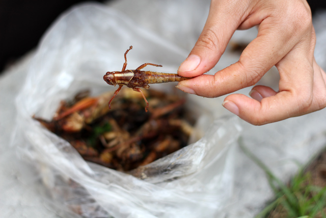 Eating Grasshoppers