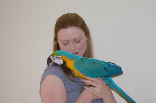 Fid my Blue and Gold Macaw