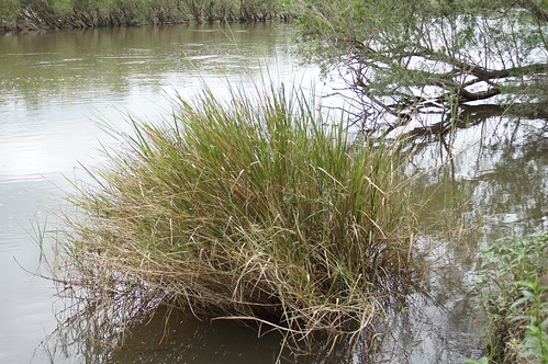 native grass poaceae potamophila parviflora australian wild rice taxonomy:binomial=potamophilaparviflora