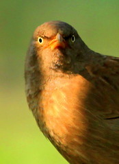 Angry Bird (Babbler)
