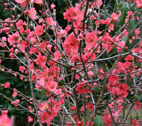 quince branches