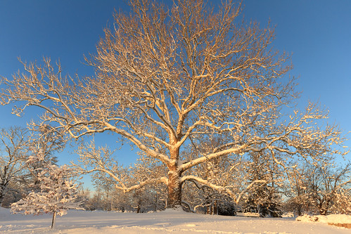 park winter light snow tree weather sunrise dawn golden providence rhodeisland rogerwilliampark