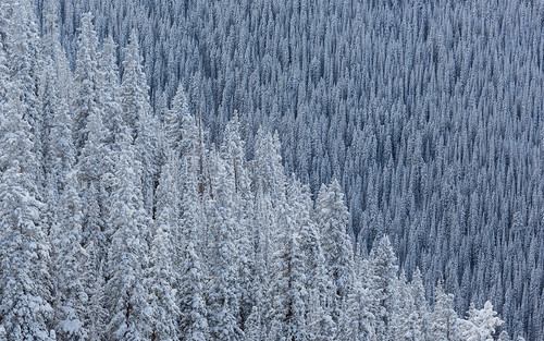 pictures trees winter two mountain snow beautiful pine canon landscape photography colorado frost december valley co ajax aspen scenes roaringfork tobyharriman