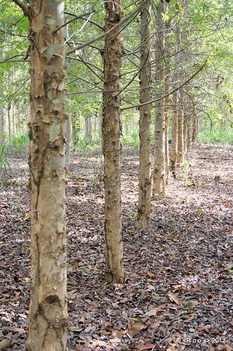 eucalyptus alpha “ project” trees” a wood” forest” rain” “forest “sony system” “wood plantation” charcoal” test” management” education” “vegetable research” forestequipment “planted “environmental “eucalyptus “canopy “forest” canopy” flux” nutrition” “charcoal” “fauna farmer” footprint” “flora “eddy “bioenergy” “biomass” “arcelormittal” “arcelormittal bioenergy” productivity” “plantation” “fsc” drying” “thining” “seeds” entomology” “insects” 55v” “ipef” “exclusion “techs “clonal “sprouting using” “sampling “agrosilvopasture bioforest” globulus” “techs”