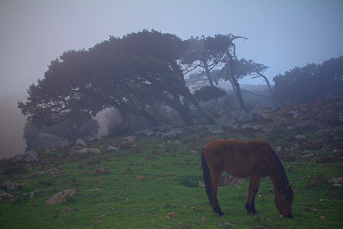 trees horse tree misty fog arbol caballo arboles niebla tarifa alcornocales abigfave