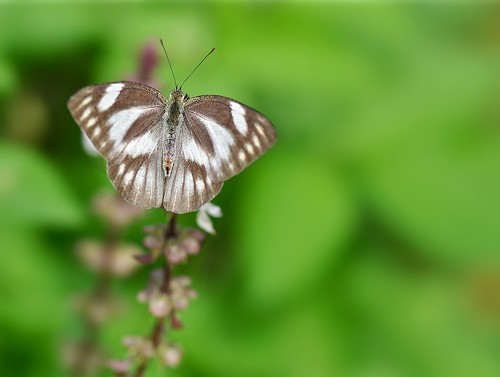 art nature singapore pieriscanidia diancabbagewhitebutterfly