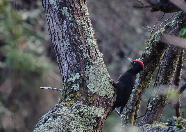 Black Woodpecker / Pito Negro (Dryocopus martius)