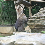 チベットモンキー (Stump-tailed Macaque)