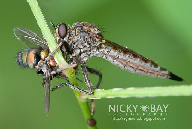 Robberfly (Asilidae) - DSC_9104