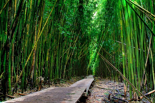 forest hawaii maui bamboo hdr photomatix