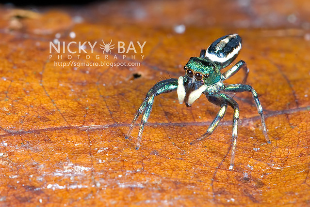 Jumping Spider (Salticidae) - DSC_9896
