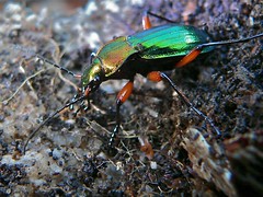 Golden Ground Beetle (Chrysocarabus auronitens festivus) - Photo of Murat-sur-Vèbre