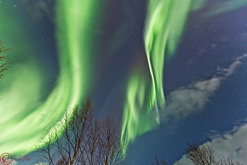 winter tree norway canon stars space arctic auroraborealis blokken northlight vesteralen canon5dmk3 frankolsen