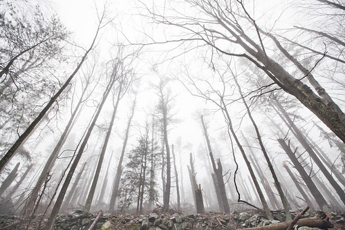trees mist nature loss fog forest canon landscape destruction hurricane fallen devastation mtkisco westmorelandsanctuary