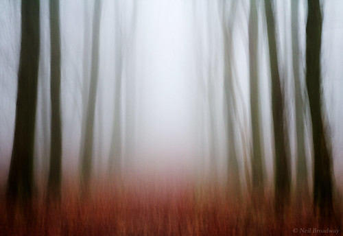 trees winter mist painterly motion blur forest landscape movement artistic impressionism panning impressionist flou intentionalcameramovement blurism