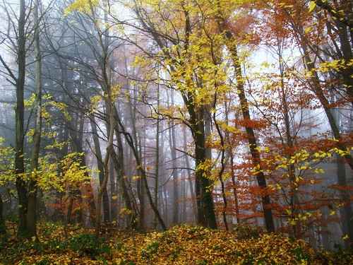 november autumn light mist fog forest germany licht nebel hessen herbst foliage colourful blätter herbstwald odenwald bergstrasse supershot abigfave juhöhe weschnitztal bphotor