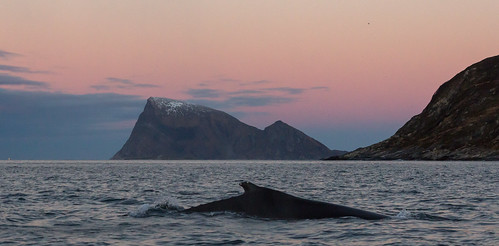 winter sunset whale humpback whalesafari håja sommarøya