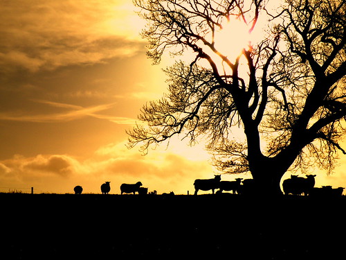 uk winter sky cloud tree nature animal animals wales clouds countryside december sheep 2012 rospix