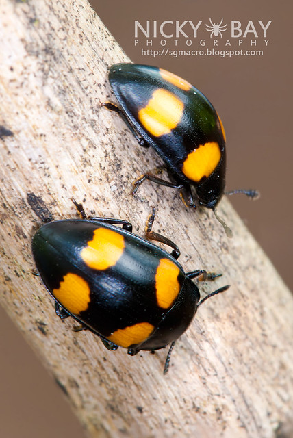 Four Spotted Fungus Beetle - DSC_1571