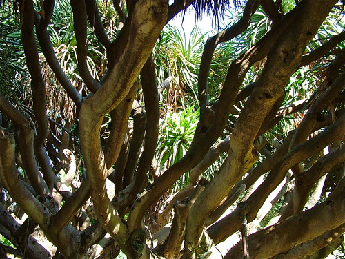 italy alberi italia sicily palermo piante sicilia colourartaward regionalgeographicsicilia rgsnatura villeegiardini rememberthatmomentlevel1