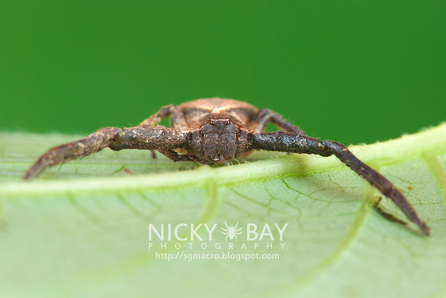 Crab Spider (Thomisidae) - DSC_0827