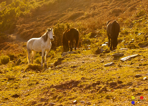 horses trekking walking de island hiking corse corsica ile beauté cavalli chevaux isola camminare cyrnea