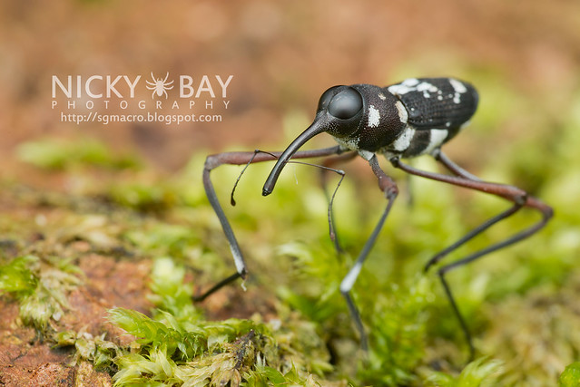 Long-Legged Weevil (Curculionoidea) - DSC_4402